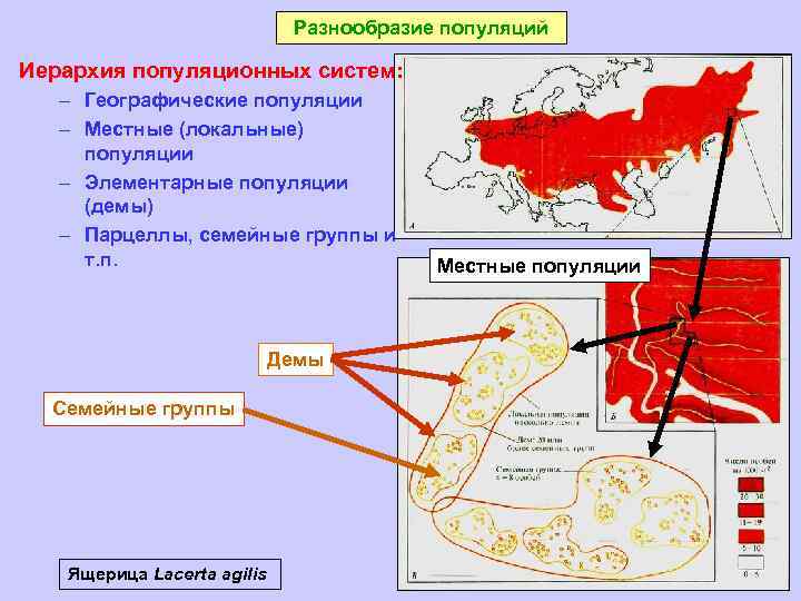 Разнообразие популяций Иерархия популяционных систем: – Географические популяции – Местные (локальные) популяции – Элементарные