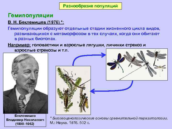 Разнообразие популяций Гемипопуляции В. Н. Беклемишев (1976) *: Гемипопуляции образуют отдельные стадии жизненного цикла