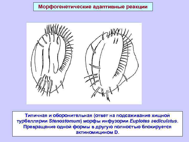 Морфогенетические адаптивные реакции Типичная и оборонительная (ответ на подсаживание хищной турбеллярии Stenostomum) морфы инфузории