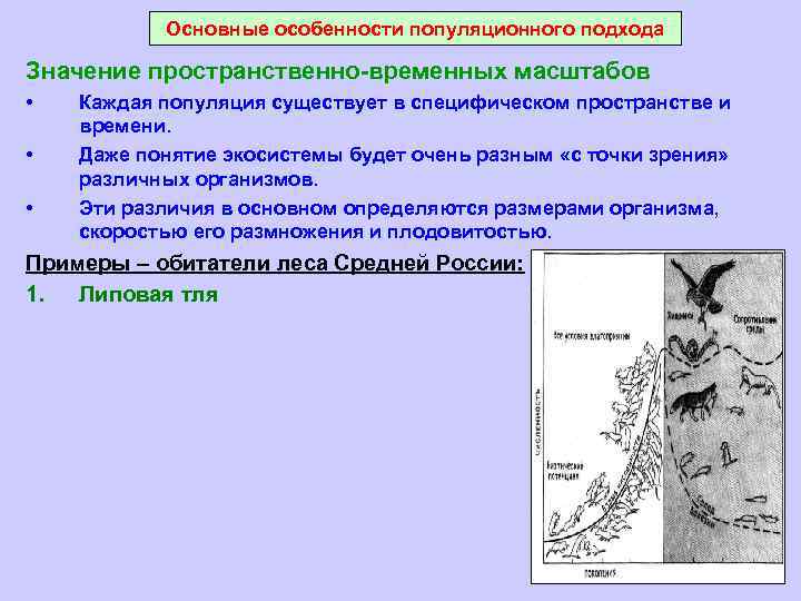 Основные особенности популяционного подхода Значение пространственно-временных масштабов • • • Каждая популяция существует в