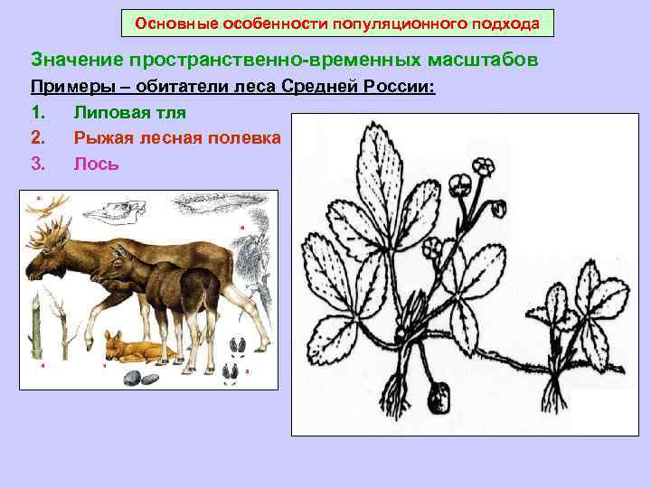 Основные особенности популяционного подхода Значение пространственно-временных масштабов Примеры – обитатели леса Средней России: 1.
