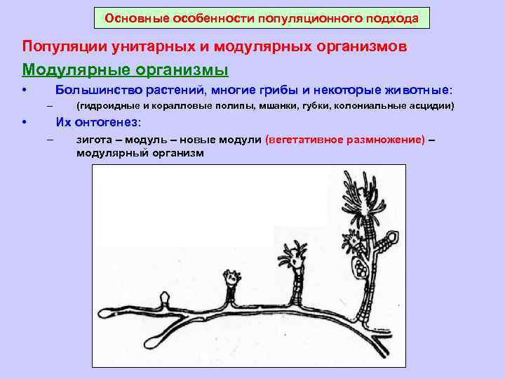 Основные особенности популяционного подхода Популяции унитарных и модулярных организмов Модулярные организмы • Большинство растений,