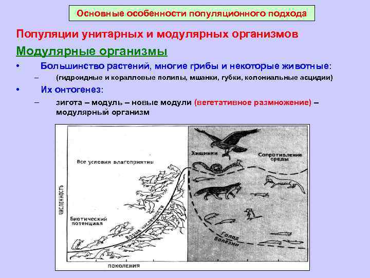 Основные особенности популяционного подхода Популяции унитарных и модулярных организмов Модулярные организмы • Большинство растений,