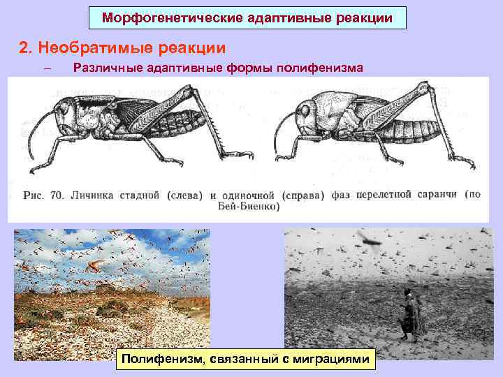 Морфогенетические адаптивные реакции 2. Необратимые реакции – Различные адаптивные формы полифенизма Полифенизм, связанный с
