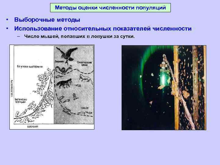 Методы оценки численности популяций • Выборочные методы • Использование относительных показателей численности – Число