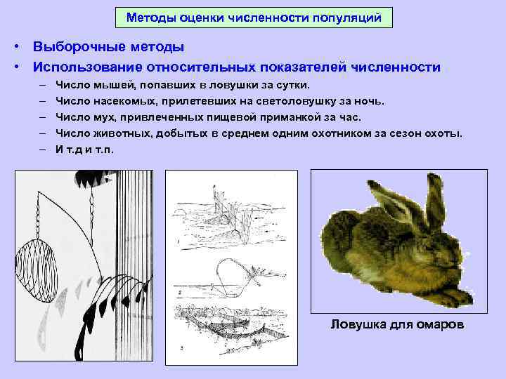 Методы оценки численности популяций • Выборочные методы • Использование относительных показателей численности – –