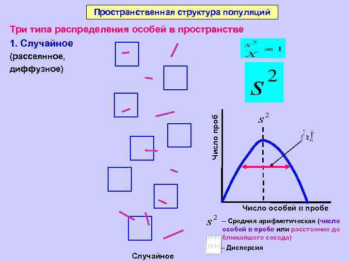 Пространственная структура популяций Три типа распределения особей в пространстве 1. Случайное Число проб (рассеянное,