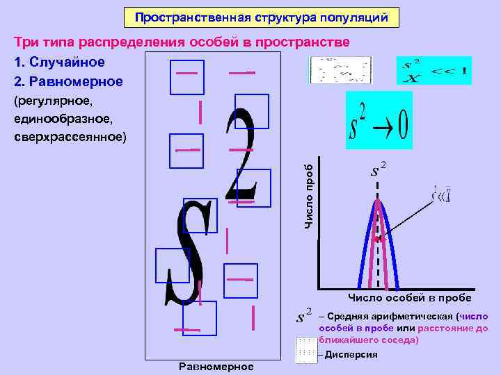 Пространственная структура популяций Три типа распределения особей в пространстве 1. Случайное 2. Равномерное Число