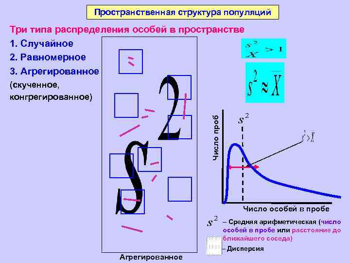 Пространственная структура популяций Три типа распределения особей в пространстве 1. Случайное 2. Равномерное 3.