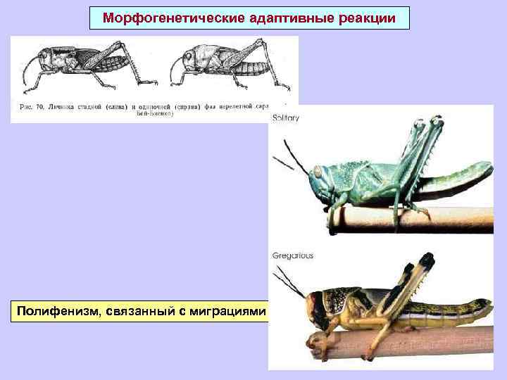 Морфогенетические адаптивные реакции Полифенизм, связанный с миграциями 