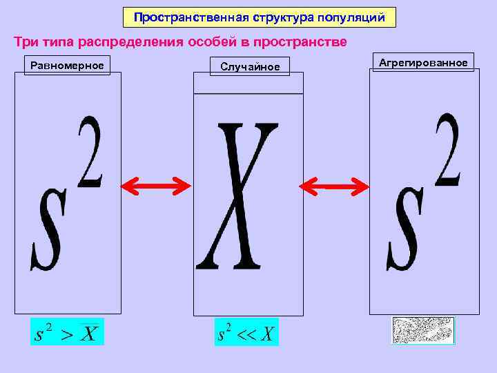 Пространственная структура популяций Три типа распределения особей в пространстве Равномерное Случайное Агрегированное 