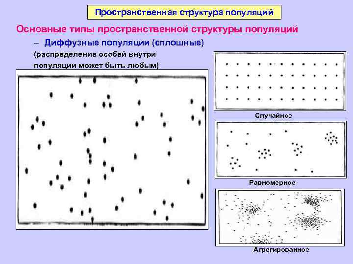 Структура популяции