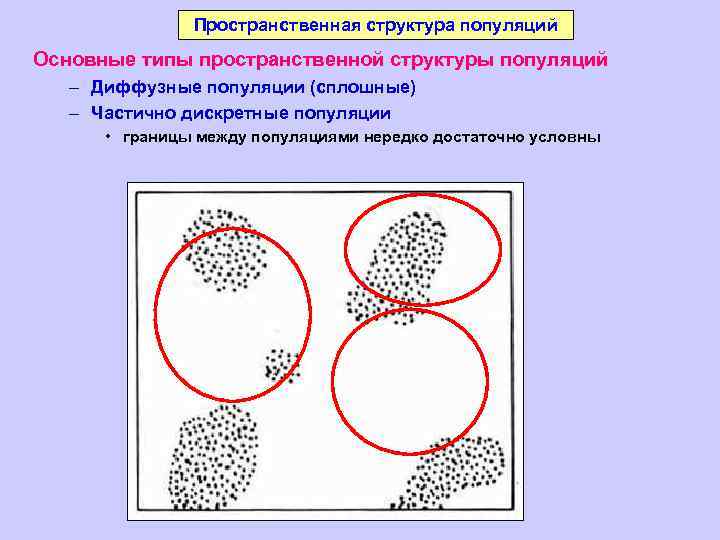 Пространственная структура популяций Основные типы пространственной структуры популяций – Диффузные популяции (сплошные) – Частично