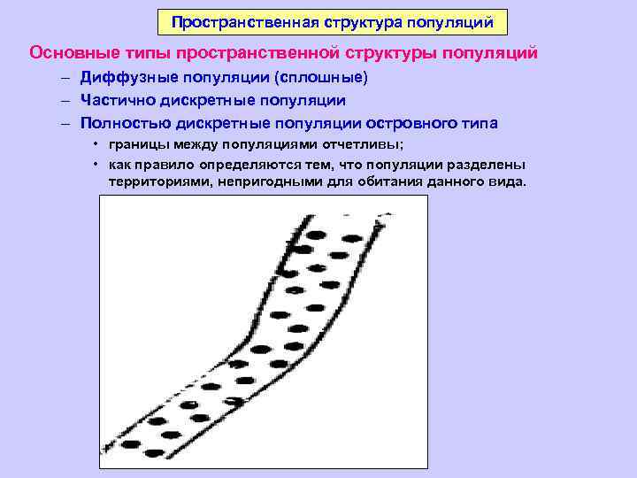 Пространственная структура популяций Основные типы пространственной структуры популяций – Диффузные популяции (сплошные) – Частично