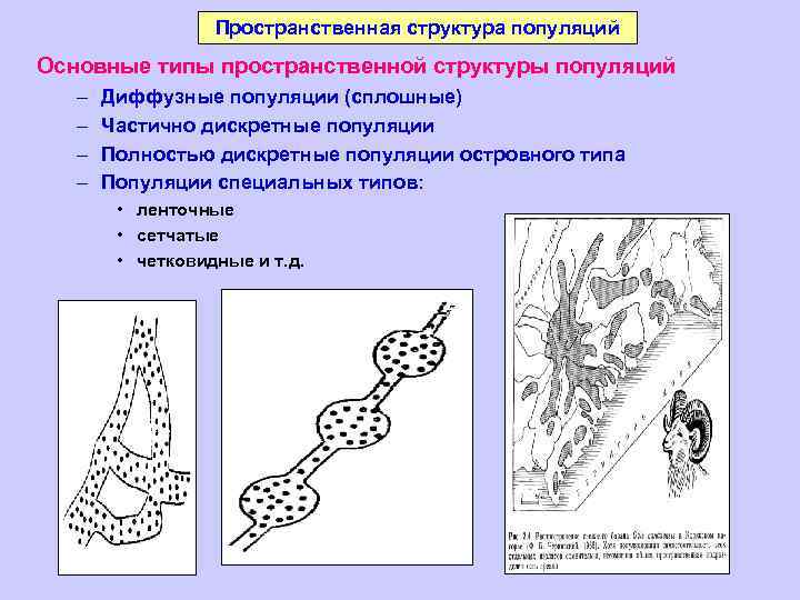 Пространственная структура популяций Основные типы пространственной структуры популяций – – Диффузные популяции (сплошные) Частично