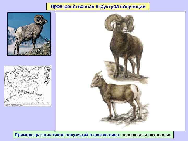 Пространственная структура популяций Примеры разных типов популяций в ареале вида: сплошные и островные 