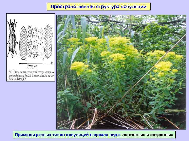 Пространственная структура популяций Примеры разных типов популяций в ареале вида: ленточные и островные 