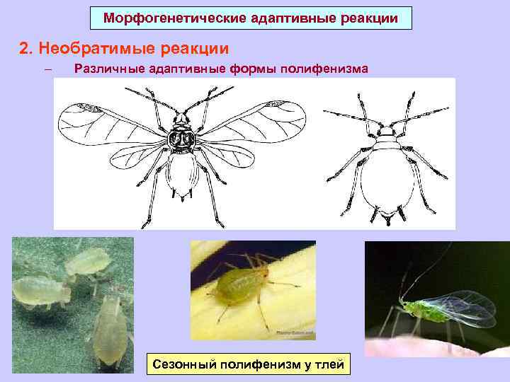 Морфогенетические адаптивные реакции 2. Необратимые реакции – Различные адаптивные формы полифенизма Сезонный полифенизм у