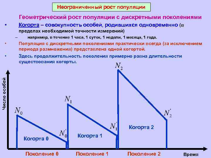 Неограниченный рост популяции Геометрический рост популяции с дискретными поколениями • Когорта – совокупность особей,