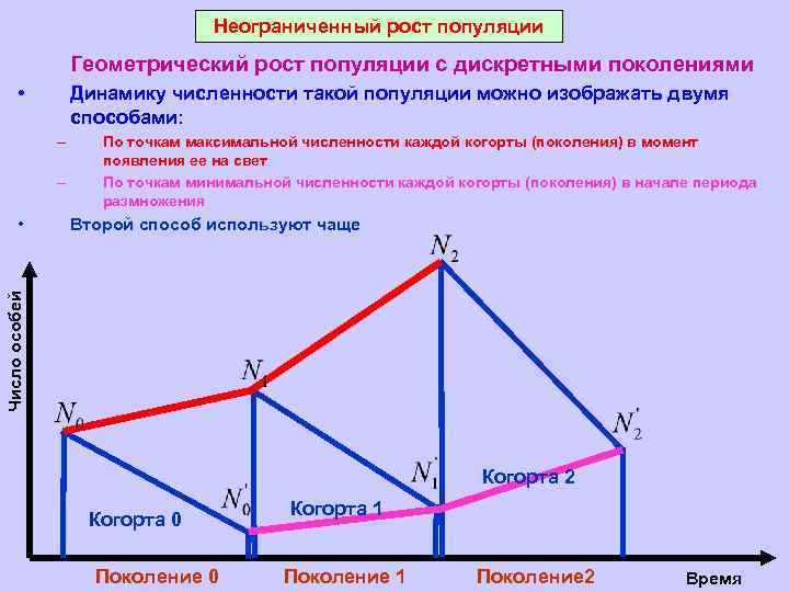 Неограниченный рост популяции Геометрический рост популяции с дискретными поколениями • Динамику численности такой популяции