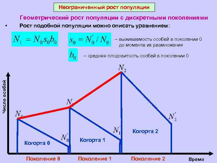 Неограниченный рост популяции Геометрический рост популяции с дискретными поколениями • Рост подобной популяции можно