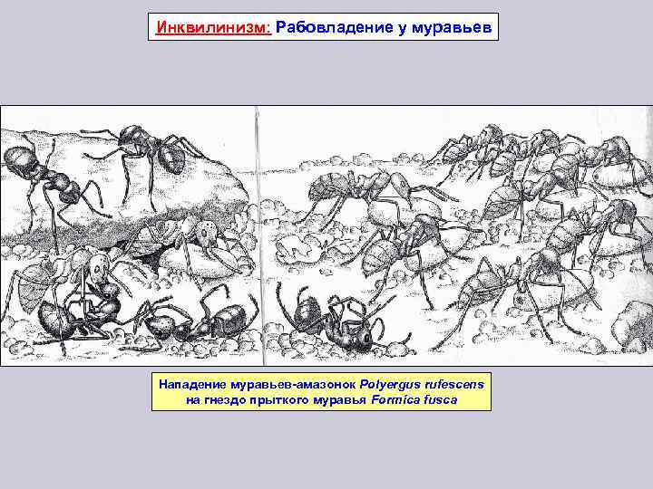 Инквилинизм: Рабовладение у муравьев Нападение муравьев-амазонок Polyergus rufescens на гнездо прыткого муравья Formica fusca