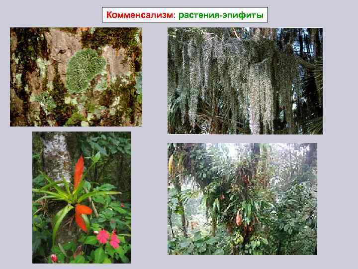Комменсализм: растения-эпифиты 