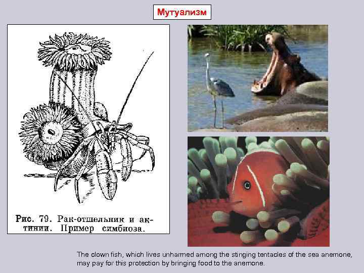 Мутуализм The clown fish, which lives unharmed among the stinging tentacles of the sea