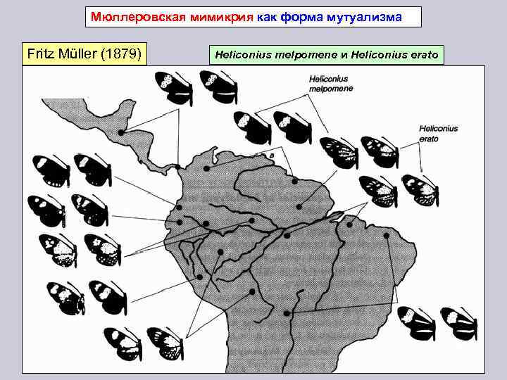 Мюллеровская мимикрия как форма мутуализма Fritz Müller (1879) Heliconius melpomene и Heliconius erato 