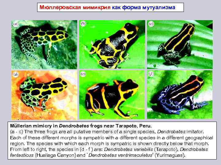 Мюллеровская мимикрия как форма мутуализма Müllerian mimicry in Dendrobates frogs near Tarapoto, Peru. (a