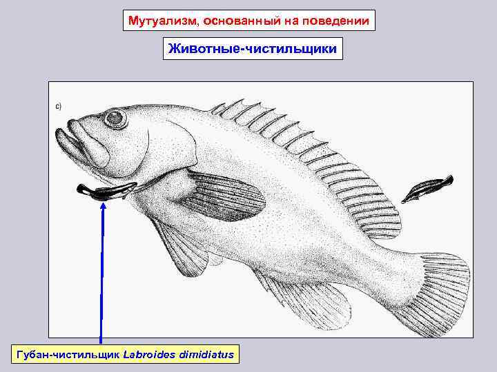 Мутуализм, основанный на поведении Животные-чистильщики Губан-чистильщик Labroides dimidiatus 