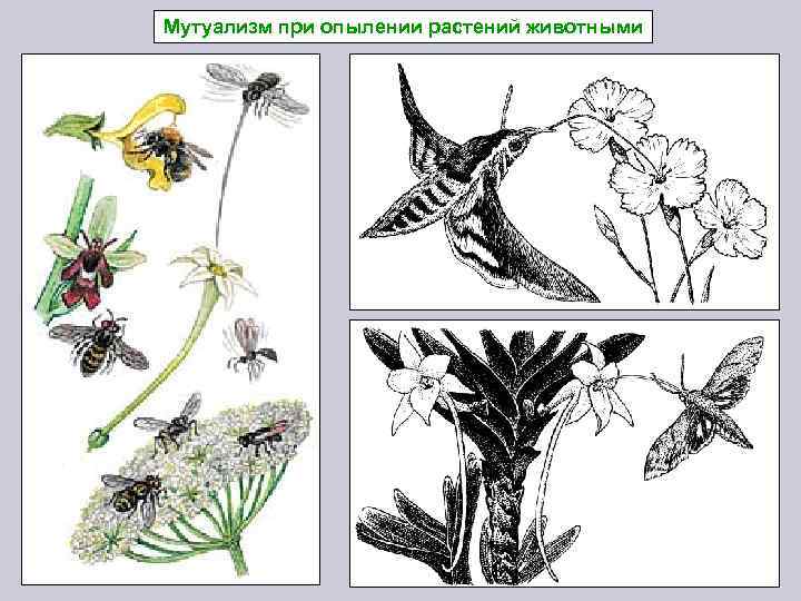 Мутуализм при опылении растений животными 