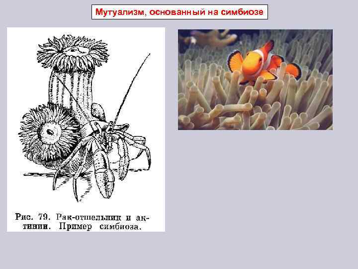 Мутуализм, основанный на симбиозе 