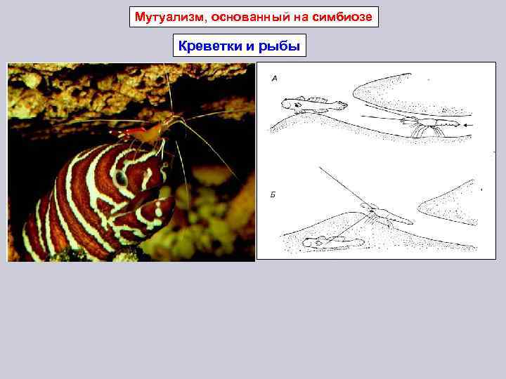 Мутуализм, основанный на симбиозе Креветки и рыбы 