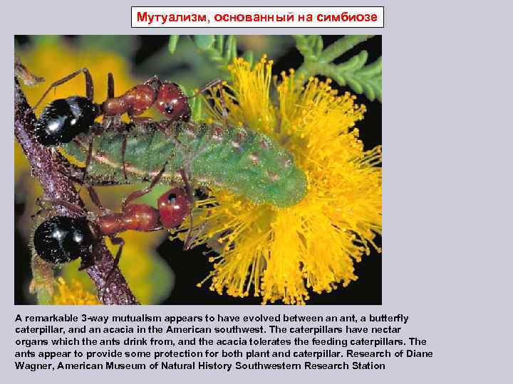 Мутуализм, основанный на симбиозе A remarkable 3 -way mutualism appears to have evolved between