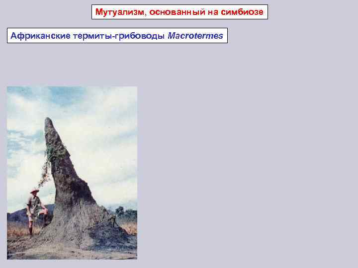 Мутуализм, основанный на симбиозе Африканские термиты-грибоводы Macrotermes 