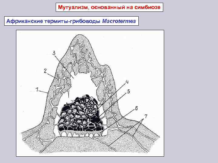 Мутуализм, основанный на симбиозе Африканские термиты-грибоводы Macrotermes 