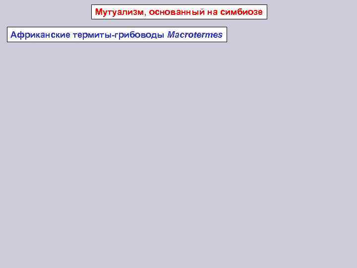Мутуализм, основанный на симбиозе Африканские термиты-грибоводы Macrotermes 