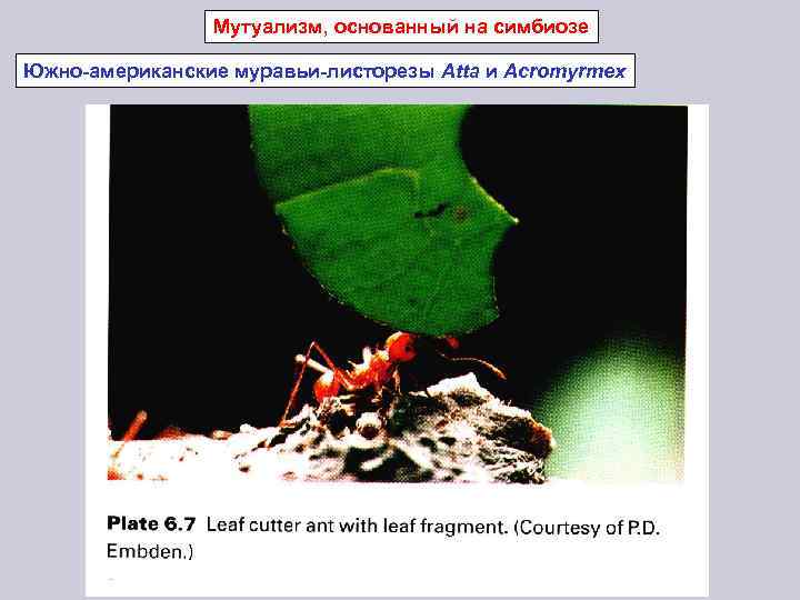Мутуализм, основанный на симбиозе Южно-американские муравьи-листорезы Atta и Acromyrmex 