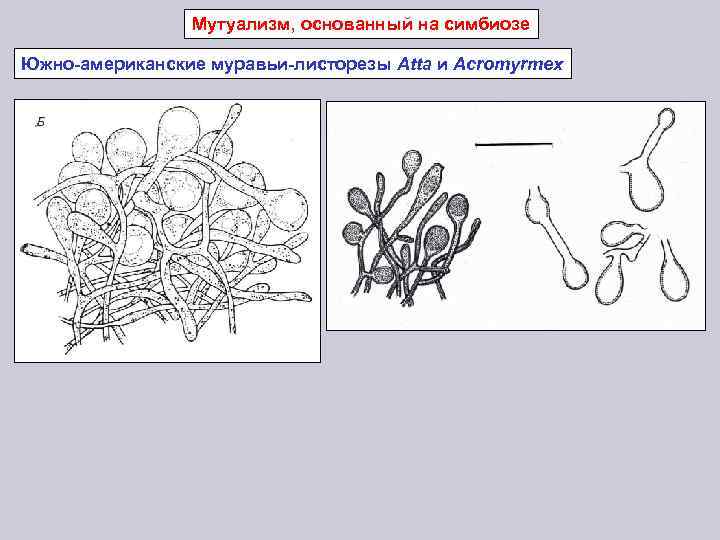 Мутуализм, основанный на симбиозе Южно-американские муравьи-листорезы Atta и Acromyrmex 