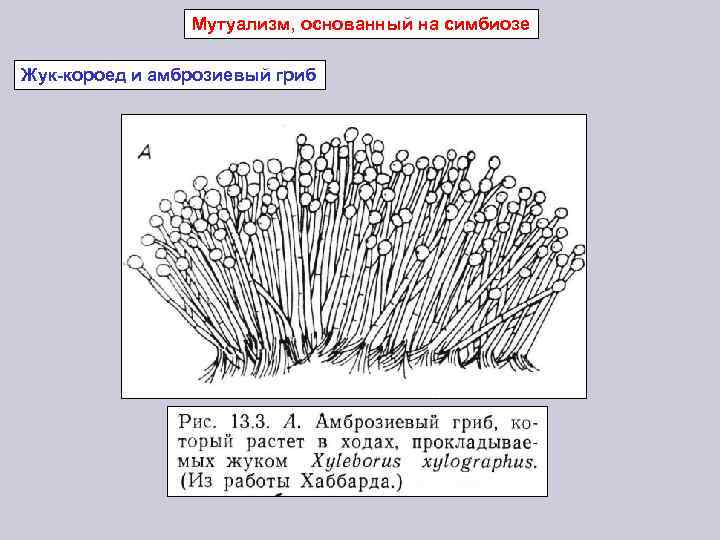 Мутуализм, основанный на симбиозе Жук-короед и амброзиевый гриб 