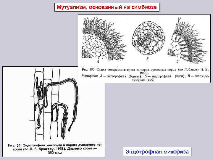 Мутуализм, основанный на симбиозе Эндотрофная микориза 