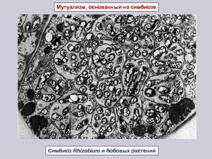 Мутуализм, основанный на симбиозе Симбиоз Rhizobium и бобовых растений 