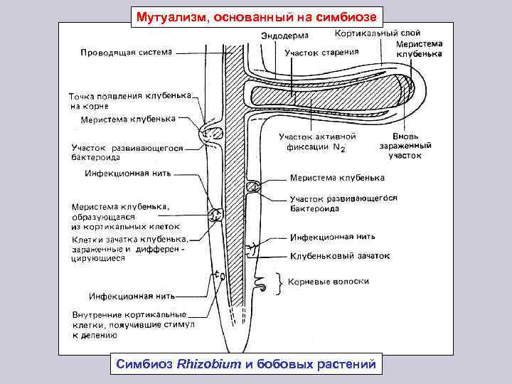 Мутуализм, основанный на симбиозе Симбиоз Rhizobium и бобовых растений 