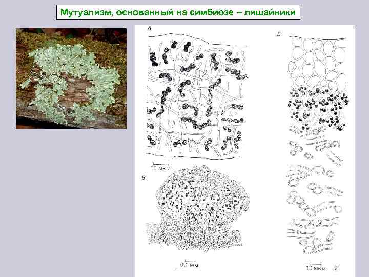 Мутуализм, основанный на симбиозе – лишайники 