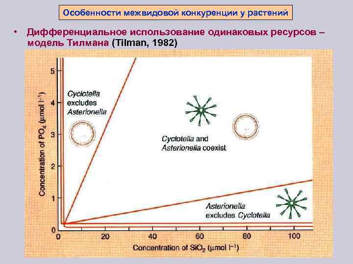 Особенности межвидовой конкуренции у растений • Дифференциальное использование одинаковых ресурсов – модель Тилмана (Tilman,