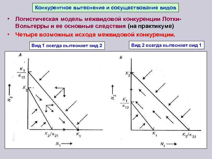 Конкурентное вытеснение и сосуществование видов • Логистическая модель межвидовой конкуренции Лотки. Вольтерры и ее