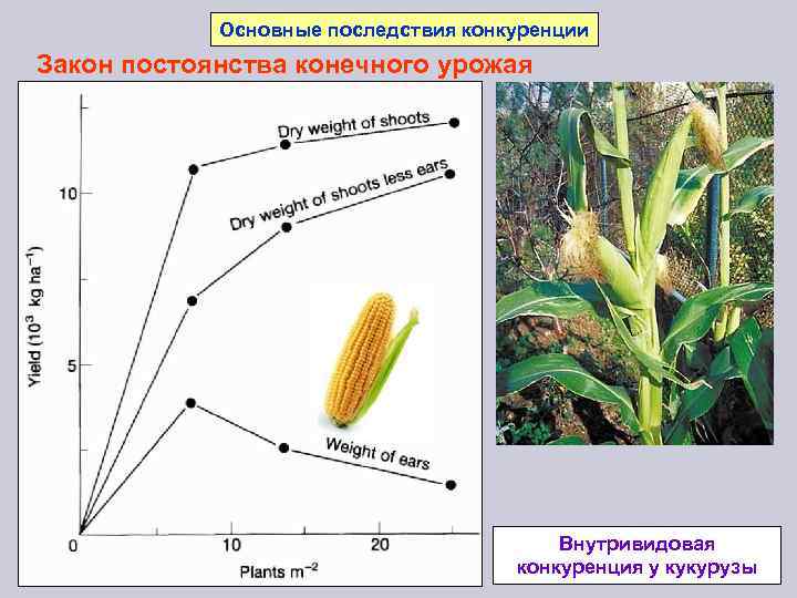 Основные последствия конкуренции Закон постоянства конечного урожая Внутривидовая конкуренция у кукурузы 