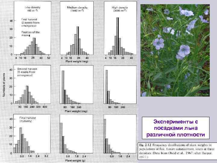 Эксперименты с посадками льна различной плотности 