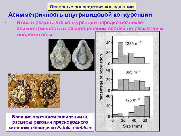 Основные последствия конкуренции Асимметричность внутривидовой конкуренции • Итак, в результате конкуренции нередко возникает асимметричность